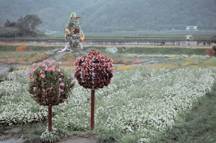 Colourful flowers fields